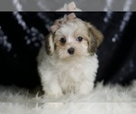 Small Photo #23 Maltipoo Puppy For Sale in WARSAW, IN, USA