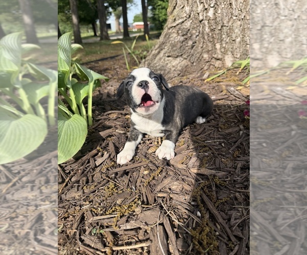 Medium Photo #7 Boston Terrier Puppy For Sale in FREDONIA, KS, USA