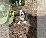 Small #6 Boston Terrier