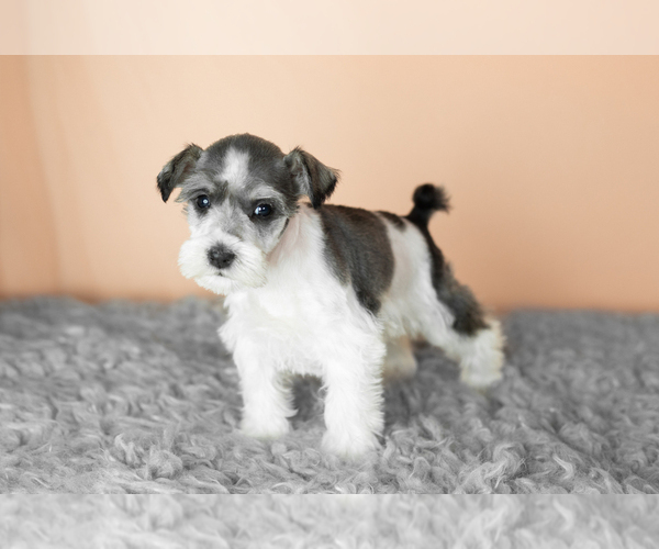 Medium Photo #2 Schnauzer (Miniature) Puppy For Sale in MILLERSBURG, IN, USA