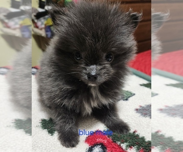 Medium Photo #3 Pomeranian Puppy For Sale in CONKLIN, NY, USA