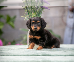 Dachshund Puppy for sale in MILLERSBURG, OH, USA