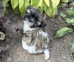 Small #1 Shih Tzu