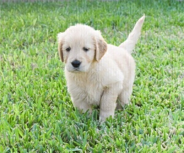 Medium Photo #10 Golden Retriever Puppy For Sale in RICHMOND, TX, USA