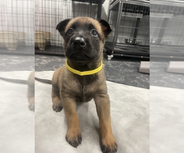 Medium Photo #176 Belgian Malinois Puppy For Sale in REESEVILLE, WI, USA