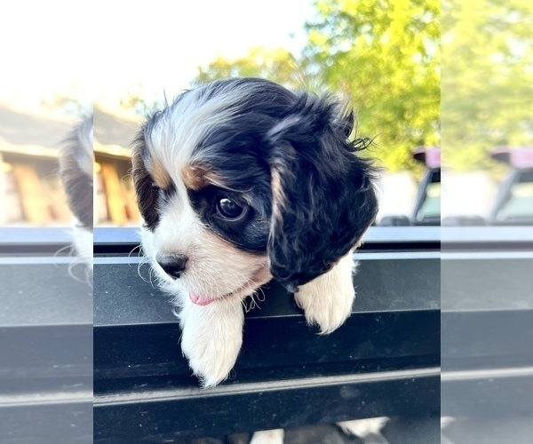 Medium Photo #2 Cavalier King Charles Spaniel Puppy For Sale in BOERNE, TX, USA