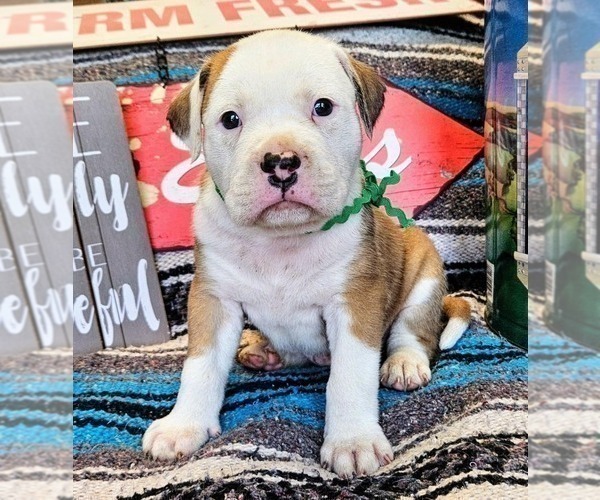 Medium Photo #6 Alapaha Blue Blood Bulldog Puppy For Sale in SHELOCTA, PA, USA