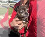 Small #9 Chihuahua