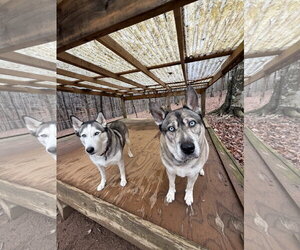 Lennox - Male Gerberian Shepsky Dog for Adoption - Photo #5