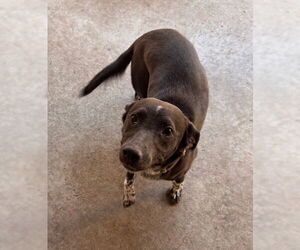 Catahoula Leopard Dog-Labrador Retriever Mix Dogs for adoption in South Lake Tahoe, CA, USA