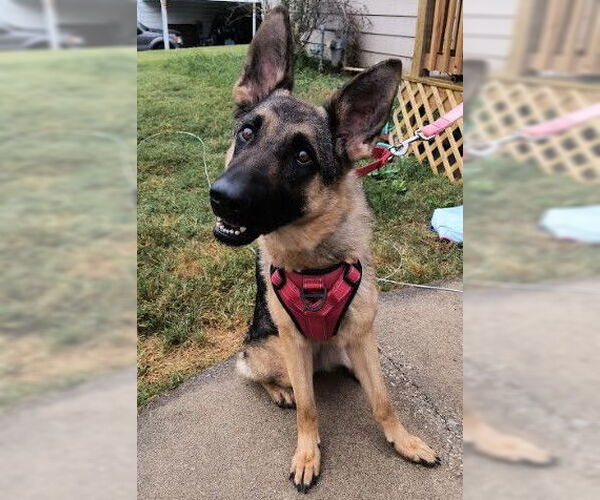 Medium Photo #1 German Shepherd Dog Puppy For Sale in Kansas City, MO, USA