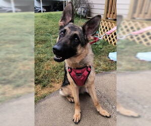 Medium German Shepherd Dog