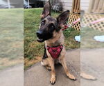 Small German Shepherd Dog