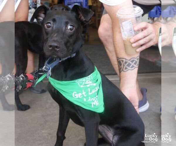 Medium Photo #4 Labrador Retriever-Unknown Mix Puppy For Sale in Washington, DC, USA