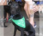 Small #3 Labrador Retriever Mix