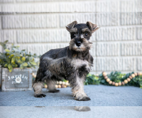 Medium Photo #1 Schnauzer (Miniature) Puppy For Sale in BALTIC, OH, USA
