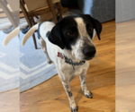 Small #3 Colonial Cocker Spaniel Mix
