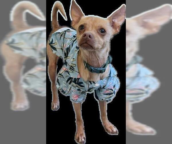 Medium Photo #4 Chihuahua Puppy For Sale in San Martin, CA, USA