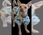 Small #3 Chihuahua