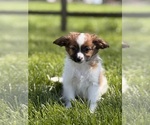Small #3 Papillon