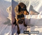 Small Photo #7 Doberman Pinscher Puppy For Sale in POMEROY, OH, USA