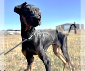 Doberman Pinscher Dogs for adoption in Boonton, NJ, USA