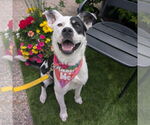 Small #2 American Pit Bull Terrier Mix