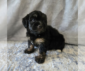 Medium Aussiedoodle Miniature -Miniature Bernedoodle Mix