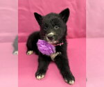 Sugar - Female Gerberian Shepsky Dog for Adoption - Small photo