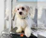Small Photo #2 Maltese Puppy For Sale in COOKEVILLE, TN, USA