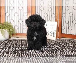 Poodle (Toy) Puppy for sale in NAPLES, FL, USA