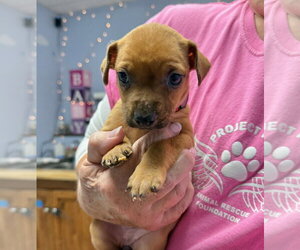 Valley - Female Mutt Dog for Adoption - Photo #2