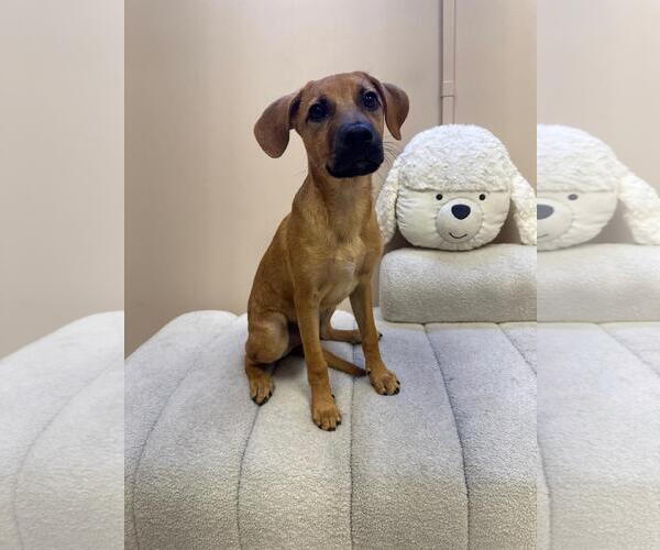 Medium Photo #3 Mutt Puppy For Sale in miami, FL, USA