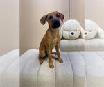 Small #2 Mutt