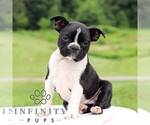 Small #4 Boston Terrier