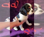 Small Photo #4 Cavalier King Charles Spaniel Puppy For Sale in LAMAR, AR, USA