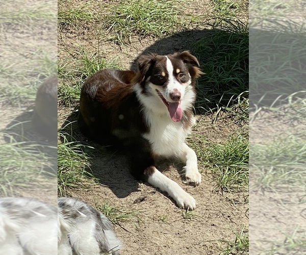 Medium Photo #1 Australian Shepherd-Border-Aussie Mix Puppy For Sale in ORLANDO, FL, USA