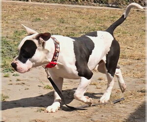 Bull Terrier-Unknown Mix Dogs for adoption in Sacramento, CA, USA