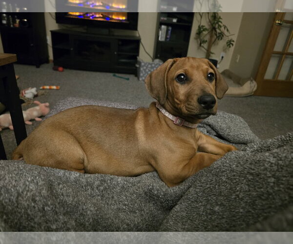 Medium Photo #1 Dachshund-Doberman Pinscher Mix Puppy For Sale in Buffalo, MN, USA