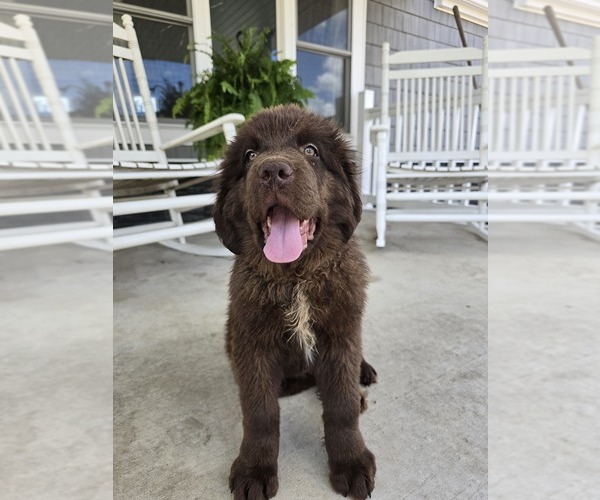 Medium Photo #2 Newfoundland Puppy For Sale in TILTON, IL, USA
