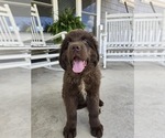 Small #1 Newfoundland