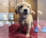 Small #5 Golden Retriever