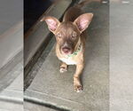 Small Dachshund Mix