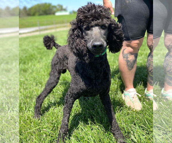 Medium Photo #6 Poodle (Standard) Puppy For Sale in Pacolet, SC, USA