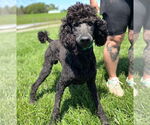 Small #5 Poodle (Standard)