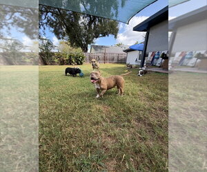 Creme Brulee - Female Bulldog-Unknown Mix Dog for Adoption - Photo #4