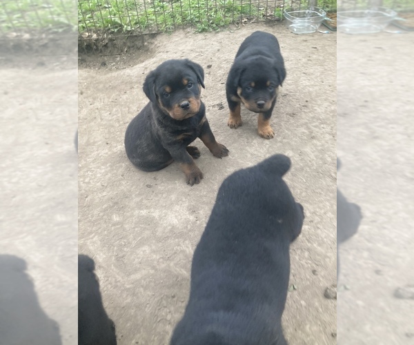 Medium Photo #6 Rottweiler Puppy For Sale in MARYVILLE, MO, USA