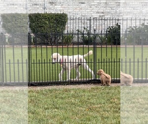 Mother of the Goldendoodle puppies born on 06/01/2026