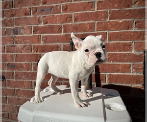 French Bulldog Puppy for sale in CENTENNIAL, CO, USA