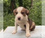 Small #5 Australian Shepherd-Boston Terrier Mix